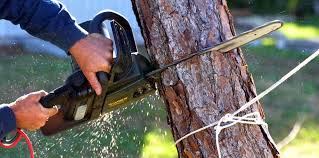 Best Tree Preservation Services  in Altamont, OR