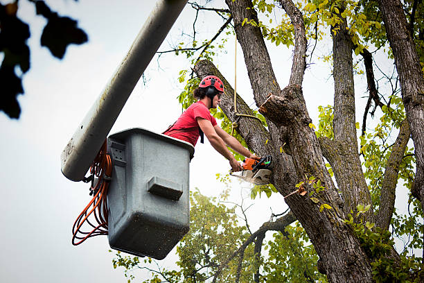 Best Seasonal Cleanup (Spring/Fall)  in Altamont, OR